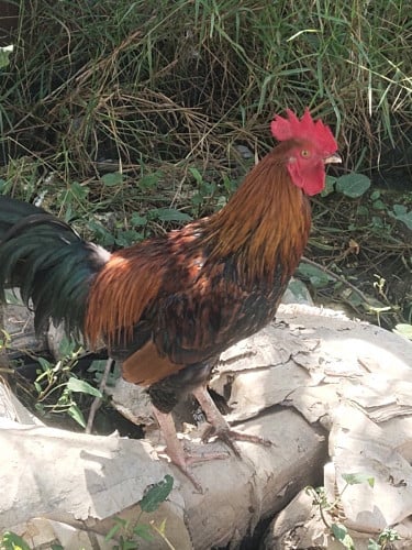 មាន់លក់