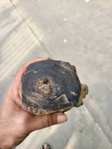 លក់ឈើក្រញូងនៅស្អាតទាំងអស់