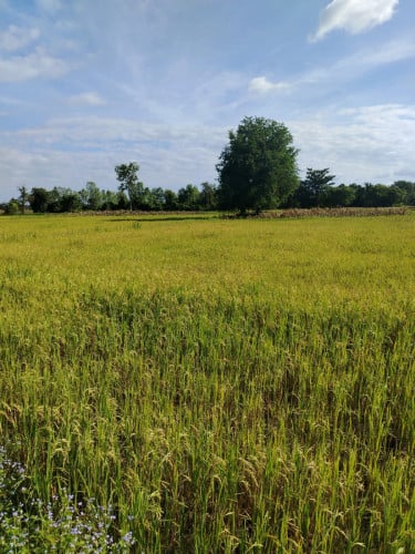 ប្លង់រឹង