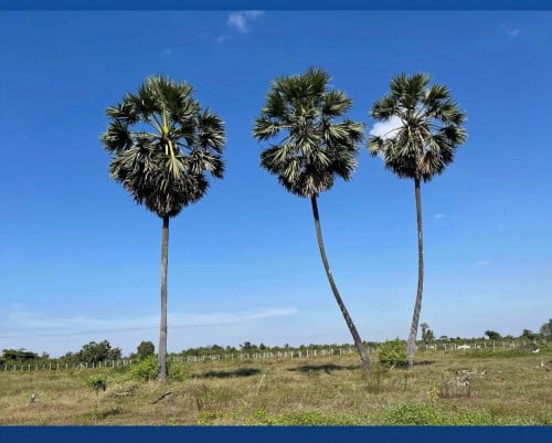 ដីលក់នៅឧដុង្គដីធំហើយមានឃ្លាំងចិញ្ចឹមសត្វស្រាប់