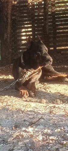 ទទួលដាក់បាល់ ធានាមានកូនធ្លាប់កូនបានបីដង។