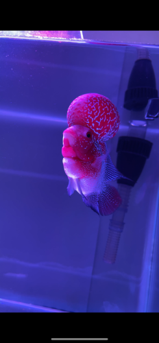 លក់ឡហ៊ាន ក្បាលប៉េងប៉ុង