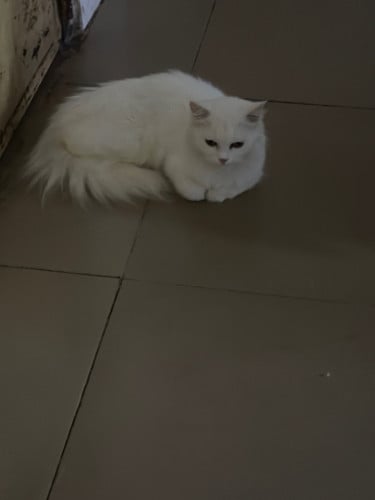 ញី កំពុងរកឈ្មោល