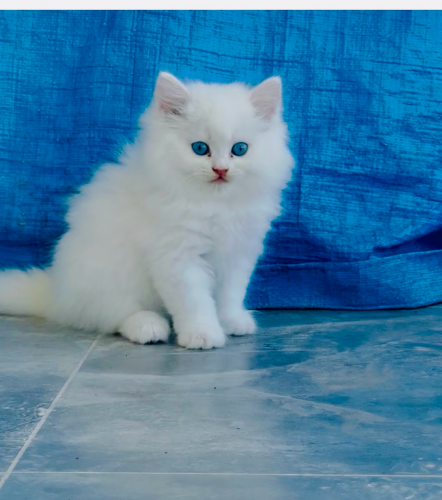 ពណ៌ ស សុទ្ធ 10 ក្បាល ទិញរាយក៏បានដុំក៏បាន