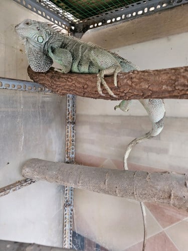 បង្គួយយក្ស Green iguana