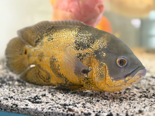 Osca ត្រីសេក គីងគុង