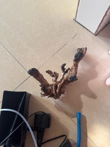 ឈេីដេគ័រ