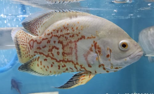 អូស្កា លក់ឬដូរត្រីឡហាន