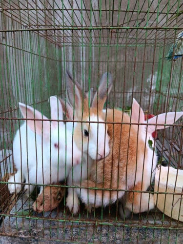 ទន្សាយស្អាតៗណាស់បងប្អូន1ក្បាល=25$