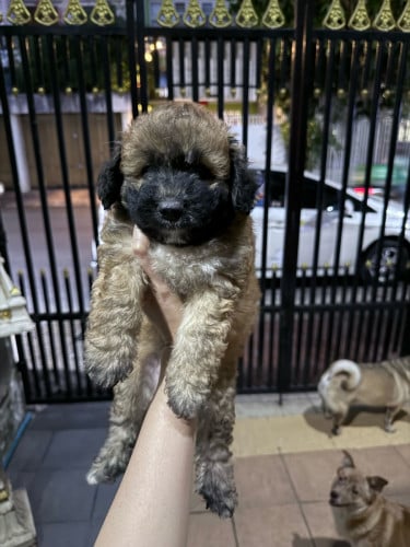 កូន Poodle កាត់តឿ