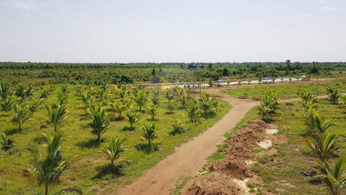 ⚡️ដីសម្រាប់លក់ មានចំការដូងក្រអូបនិងដូងប៉ាល់ 1,000ដេីម ទំហំផ្លូវ15m ចំងាយ63km ពីភ្នំពេញ