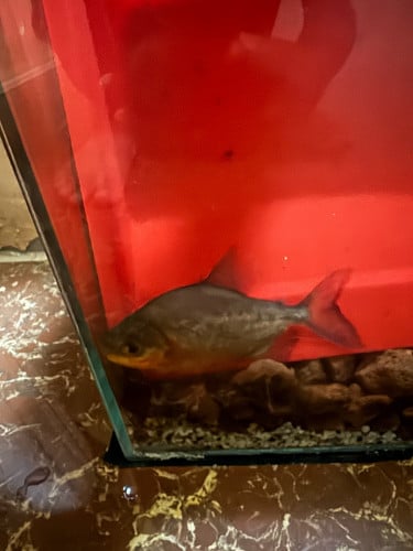 ត្រីចាប