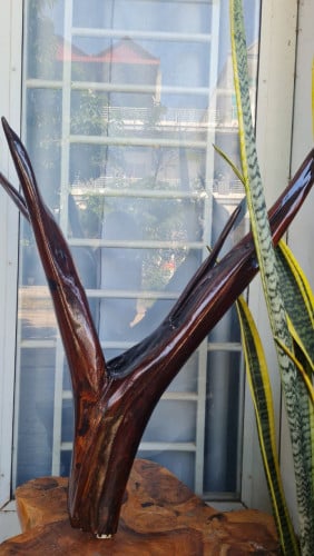 ឈើក្រញូងរូបស្នែងក្តាន់