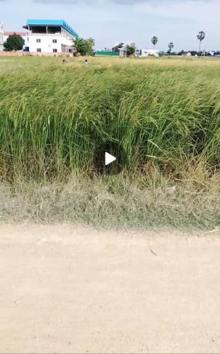 ដីកែងខាងត្បូងវត្តត្រពាំងសាលាសង្កាត់ព្រៃវែង ពងទឹក​ ដង្កោ​ ភ្នំពេញ​