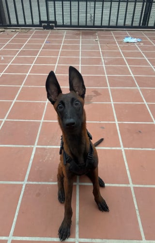 ពូជឆ្កែ Malinous ឈ្មោលអាយុ 4ខែកន្លះ