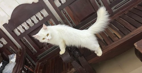 ចែកវិញ បងបង ញី Persian អាយុ 1ឆ្នាំជាង ធ្លាប់កូនមួយដង រវល់ធ្វើការ អាណិតគ្នា