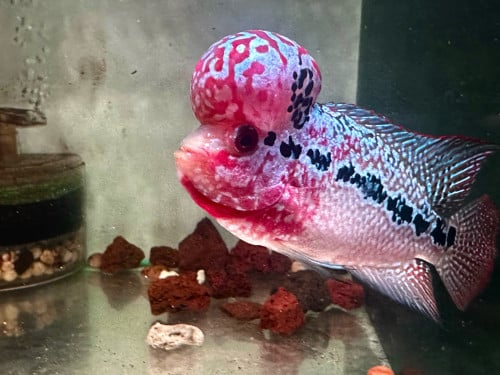 Flowerhorn