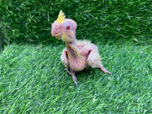 ខុកាថែល(កូនក្នុងស្រុក)