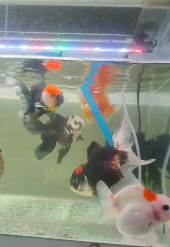 ត្រីកន្ទុយបីលក់