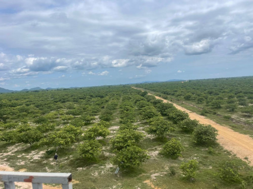 ដីចំការចទ្ទីលក់