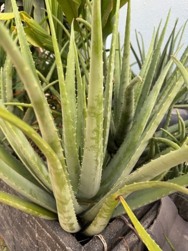 ប្រទាលកន្ទុយក្រពើសម្រាប់លក់