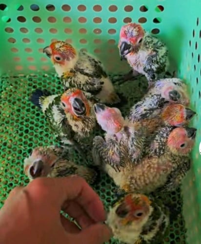 កូនសាន់ខ្ចីៗ (តម្លៃចូលឆាត)