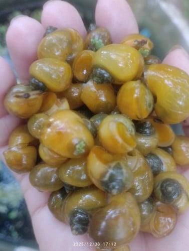 ខ្យងប៊រ័