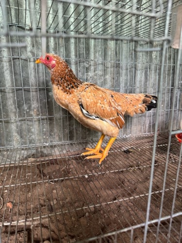 លក់មេបា