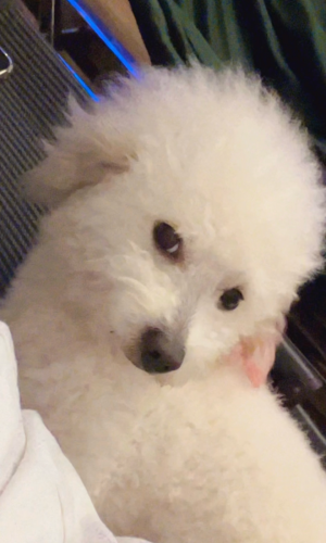 អត់មានពេលចិញ្ចឹម