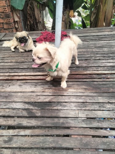 លក់ទាំង2ម្ចាស់អត់ពេលថែ