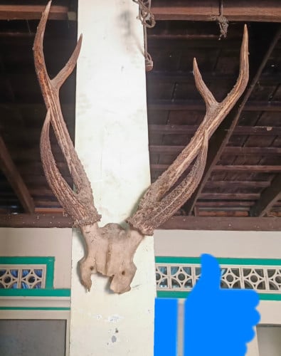 ស្នែងបុរាណមួយគូរនេះ មានអាយុកាលជិត60ឆ្នាំ ជារបស់ប្រចាំត្រកូល