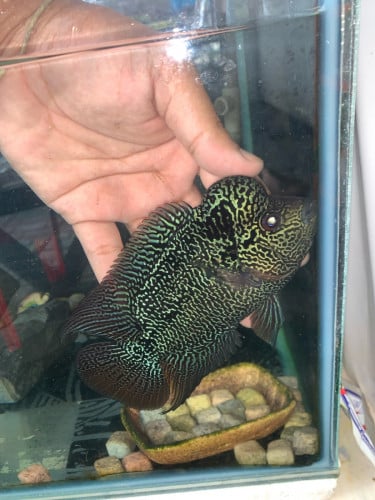 ពូជ Zz ពូជធំ  ទំហំ 3 ម្រាម