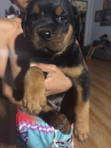 Ruttwieler ឈ្មោល