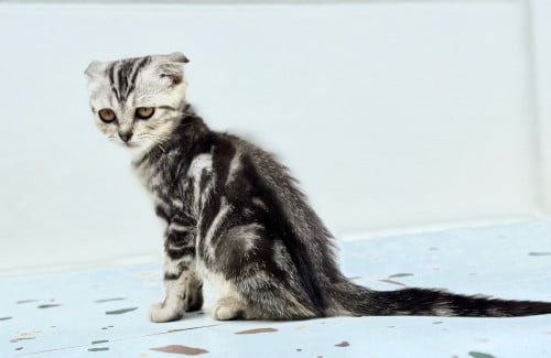 Scottish fold black Silver tabby
