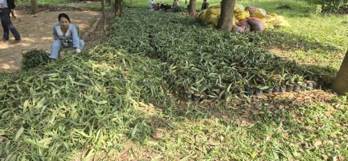 Vanilla cuttings for sale. 10000 pieces