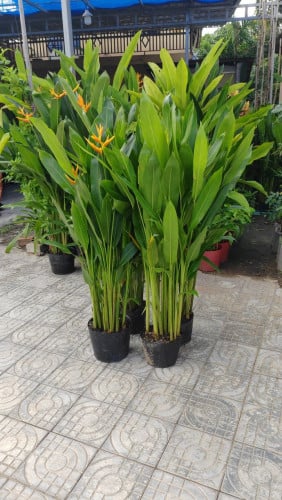 ផ្នែកថែសួន-ដំណាំ