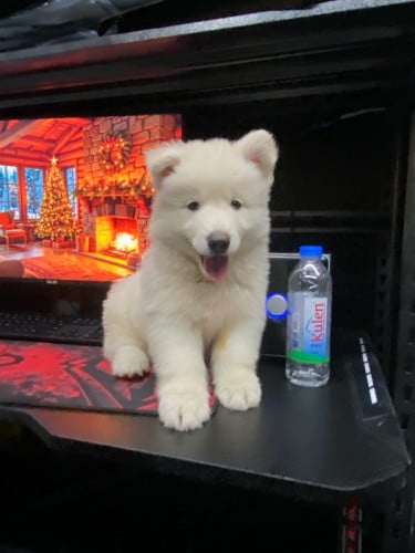 Husky ស ពណ៍កម្រ កើតក្នុងស្រុក