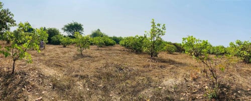 លក់ដីចំការ​នៅ​ត្រាកុដិ