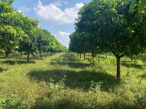 Land for sale near Kep train station