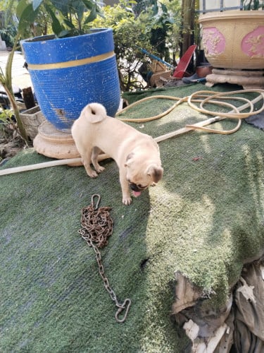 លក់បន្ទាន់