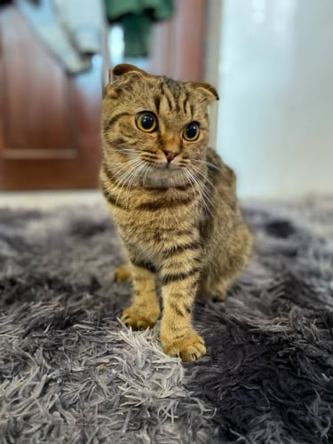 ចែកលក់អត់មានពេលមើល