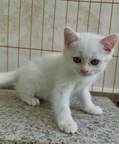 រោមខ្លី សុទ្ធ 130$ មាន ៤ក្បាល យកទាំង ៤ 1=100$