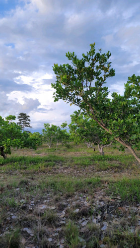 ត្រឹមតែ $15,000 ប៉ុណ្ណោះ! ដី ៧ ហិចតា មាន ចន្ទី 3.5 ហិចតា