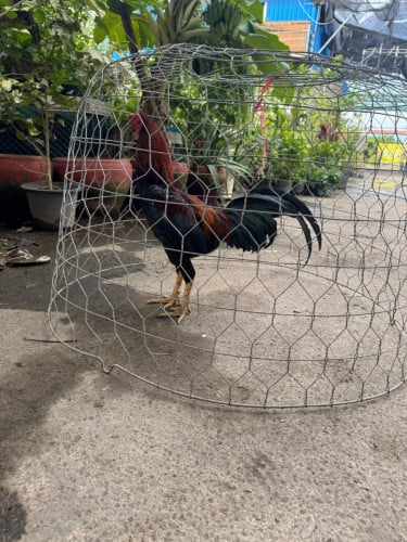 បាមាន់ស្រែ 2.6kg អាយុ10ខែ 75000៛