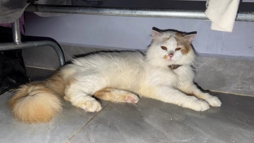 ពូជ​ Persain សុទ្ធ​ធំ​