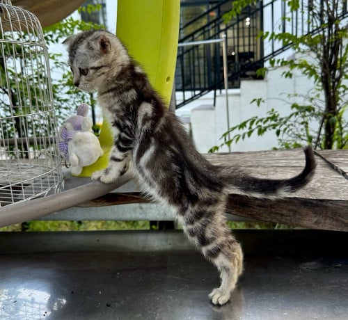 Silver tabby classic
