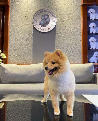 ស្វែងរកម្ចាស់ថ្មី