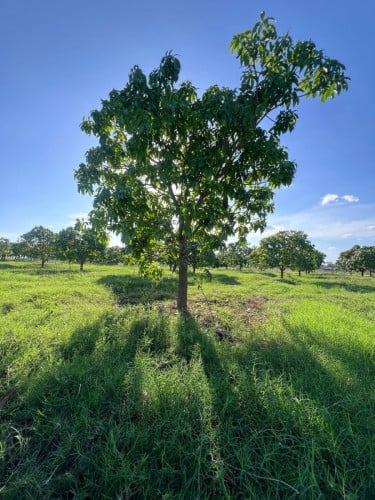 ដីចំការស្វាយ ១ហិចតា ៣០អា