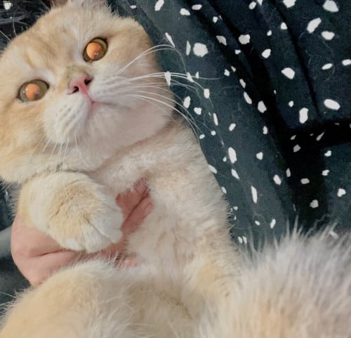 ឆ្មារោមទន់ក្រាស