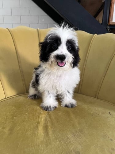 ភូដលកាត់